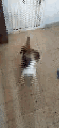 a blurry picture of a dog walking on a dirt floor .