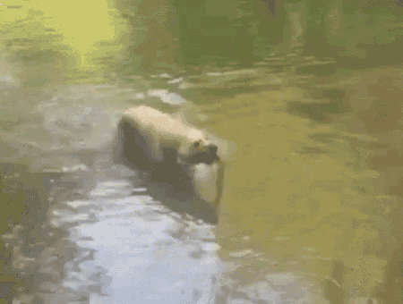 a dog is swimming in a body of water with a stick in its mouth .