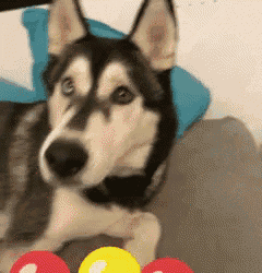 Husky Balloons GIF