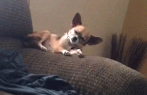 Chihuahua Sleep GIF - Chihuahua Sleep Gif GIFs