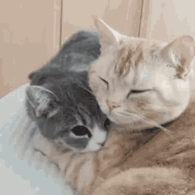 Cat Hug GIF - Cat Hug Cuddle GIFs