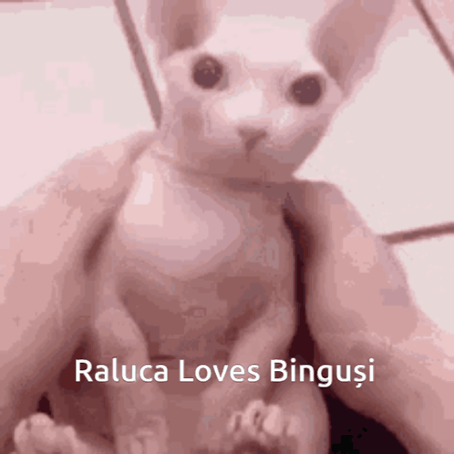 Bingus Raluca GIF - Bingus Raluca GIFs