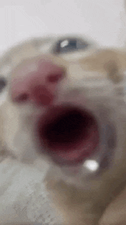 a close up of a cat with its mouth wide open .