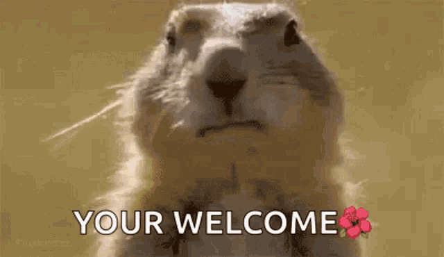 a ground squirrel is standing in front of a flower and says `` your welcome '' .