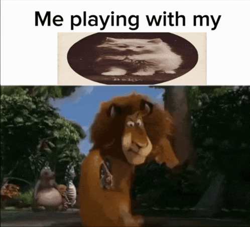 a picture of a lion next to a picture of a cat with the caption " me playing with my "