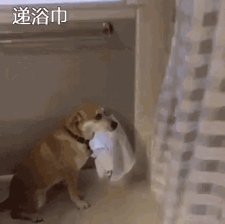 a dog is standing in a bathroom next to a window holding a towel .