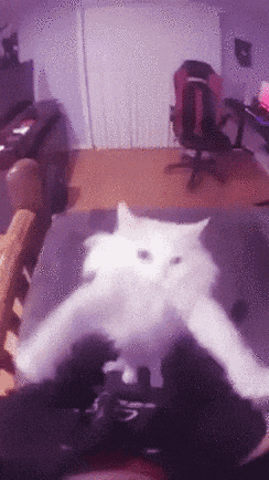 a white cat is laying on a bed in a room with a chair