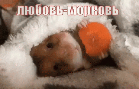 любовьморковь любовь морковь хомяк мимими GIF - Lyubov Morkov Lyubov Love GIFs