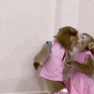 two monkeys in pink dresses are standing next to each other and kissing .