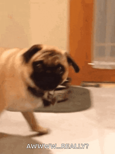 a pug dog is walking in a room and says awww..really