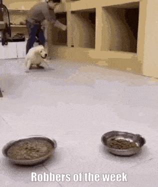 a man is standing next to two bowls of dog food and a puppy .
