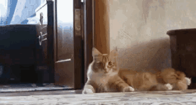 an orange and white cat is laying on the floor in front of a door .