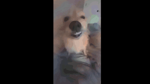 a blurred image of a dog 's face with a person standing behind it