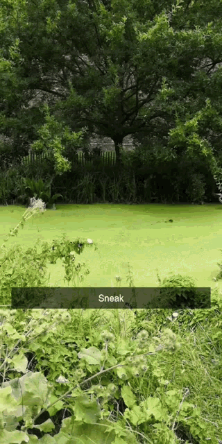 Birb Green GIF - Birb Green Garden GIFs