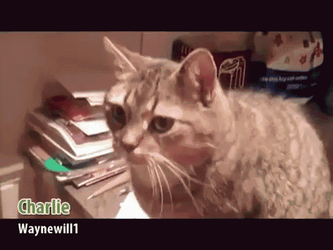 a cat with the name charlie waynewill on the bottom