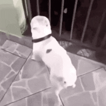 a white dog is standing on its hind legs on a tiled floor in front of a fence .