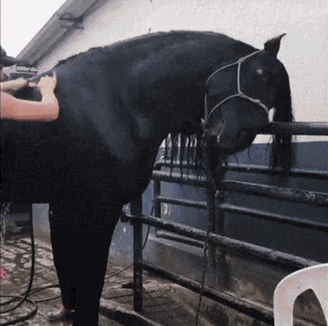 Horse Massage GIF - Horse Massage Cute GIFs