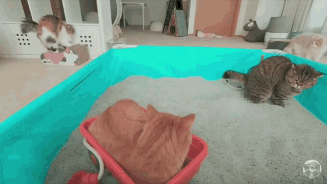 three cats are playing in a sandbox with a blue border