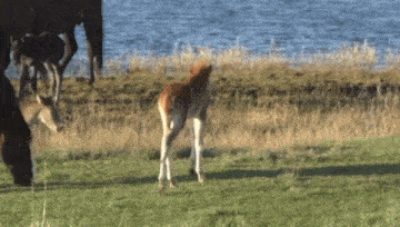 a herd of horses are grazing in a grassy field near a body of water