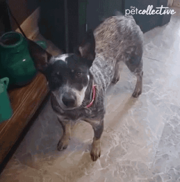 Wag A Tail The Pet Collective GIF - Wag A Tail The Pet Collective Dog GIFs