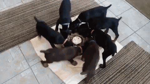 Puppies Funny GIF - Puppies Funny Lol GIFs