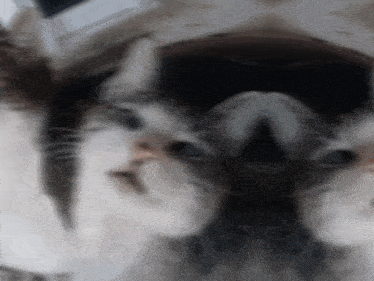 a close up of a cat 's face with a reflection of itself