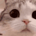 a close up of a cat 's face with big eyes and a pink nose .