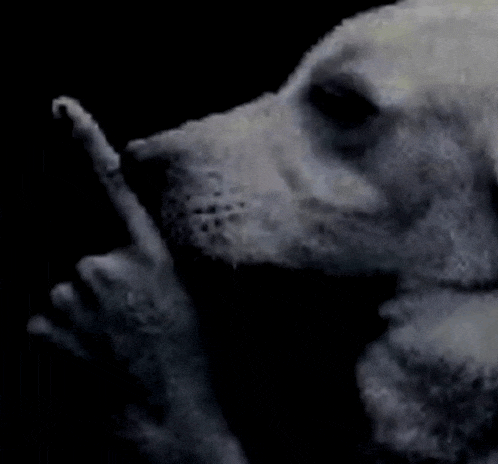 a close up of a dog giving the middle finger in a dark room .