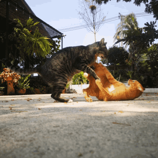 two cats are playing with each other on the ground outside