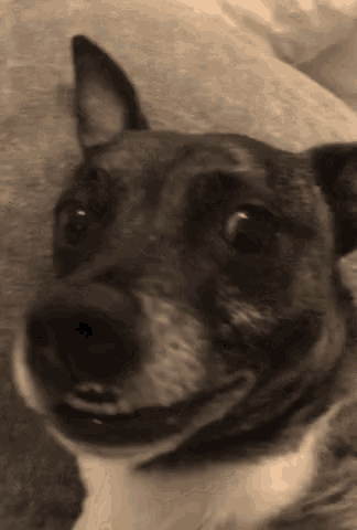 a close up of a dog 's face looking at the camera with a blurred background .