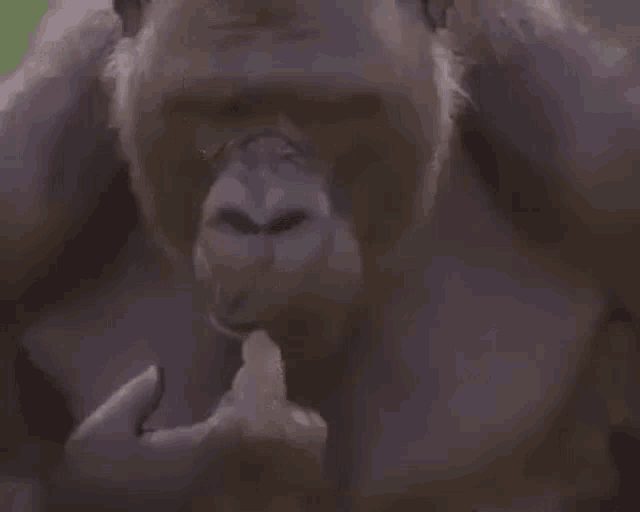 Monke Monkey GIF - Monke Monkey Thinking GIFs