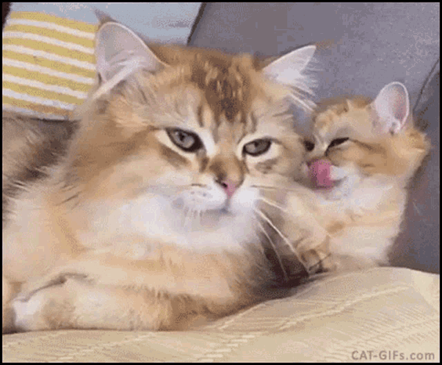 Interesting Yawn GIF - Interesting Yawn Cat GIFs