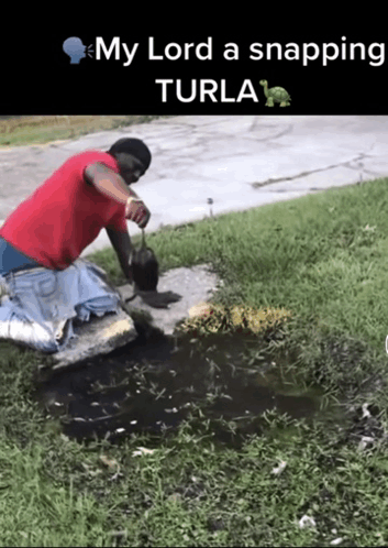 Snapping Turla My Lawd A Turla GIF - Snapping Turla My Lawd A Turla Turtle GIFs