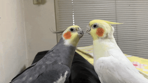 two birds are looking at each other in front of a window blind
