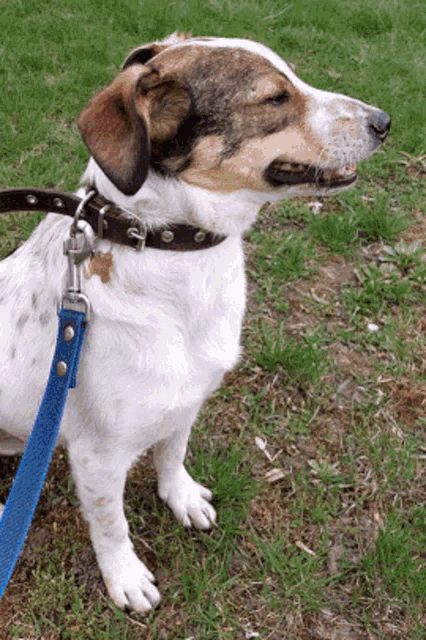 a brown and white dog wearing a blue leash and collar