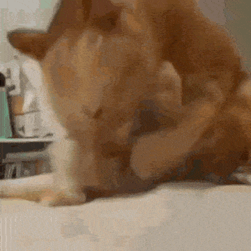 Orange Cat Biting Tail GIF - Orange Cat Biting Tail Explosion GIFs