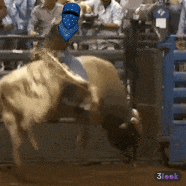 a man wearing a blue bandana rides a bull in a rodeo