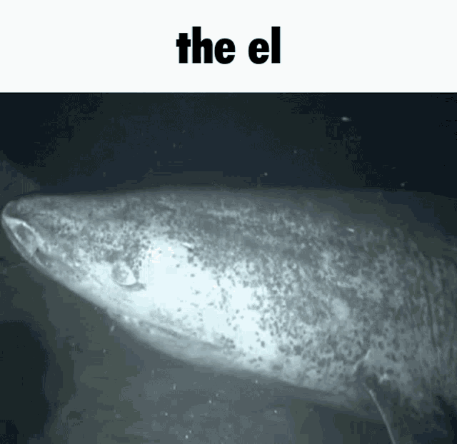 The El The GIF - The El The El GIFs
