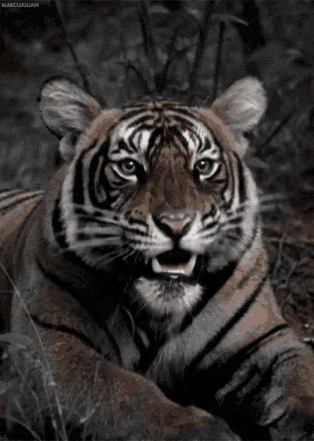 a close up of a tiger laying down with its mouth open and the word marcoujan visible in the corner