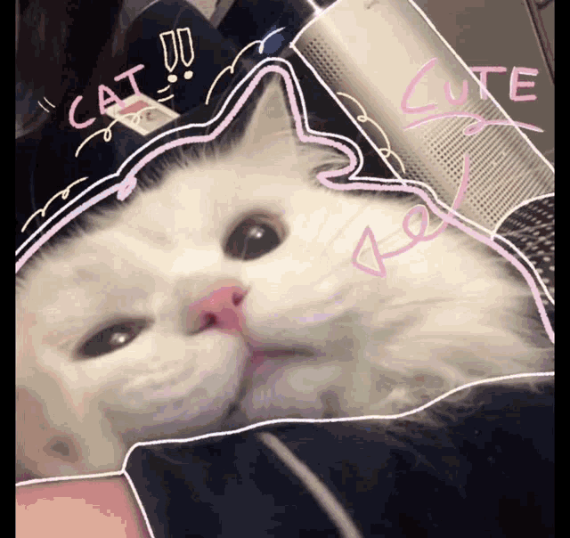 Cat GIF - Cat GIFs