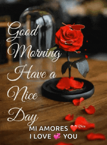 a red rose in a glass dome with the words " good morning have a nice day "