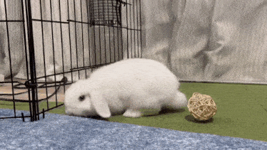 a white rabbit is standing next to a wicker ball on the floor in a cage .