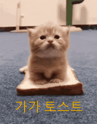 a kitten is sitting on a piece of bread with korean writing on the bottom