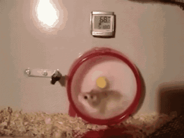 a hamster is running in a hamster wheel next to a digital thermometer that reads 687