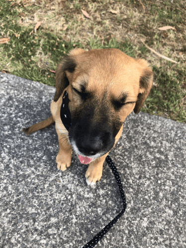 a brown and black puppy on a leash looking up