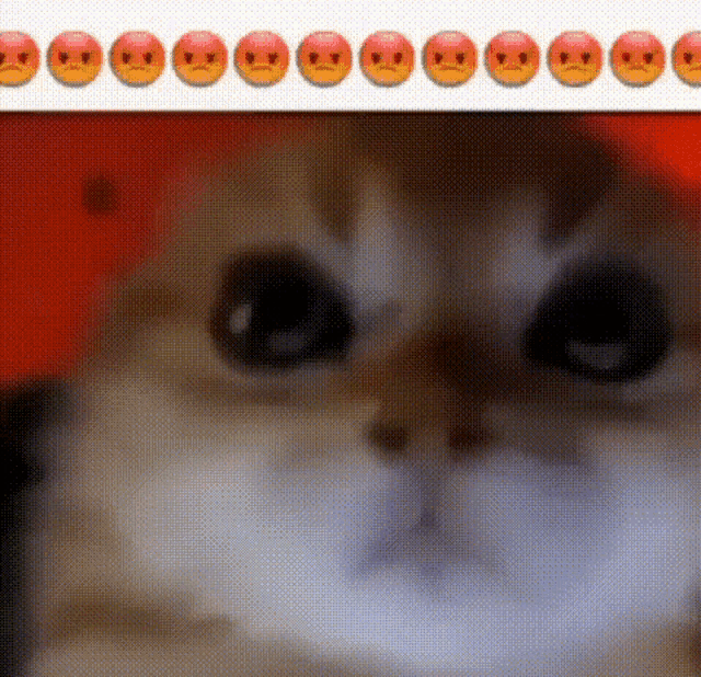 a close up of a cat 's face with a row of sad smiley faces behind it .