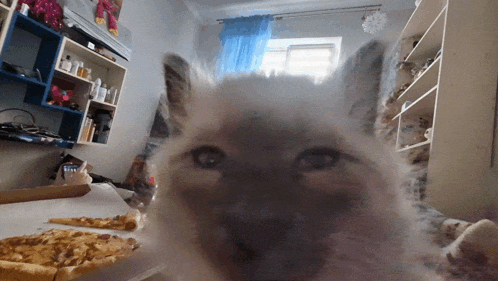 a cat is looking at the camera in a room with pizza on the table