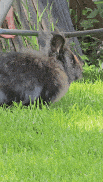 a rabbit is standing in the grass with a fence in the background