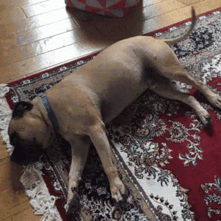 a dog with a blue collar laying on a rug