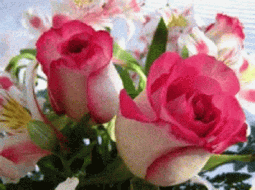 Rose Flower GIF - Rose Flower Plants GIFs